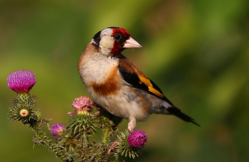 #birds, #fauna, #goldfinch, #nature, #wildlife, #природа, #птицы, #фауна, #щегол Щегол (лат. Carduelis)photo preview