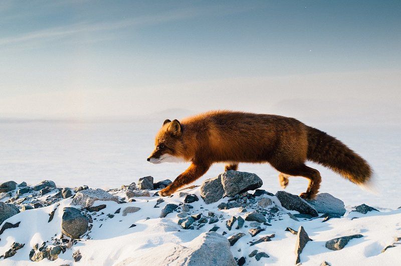 природа, лис, дорога, озеро, ноябрь Компания у озера в ноябреphoto preview