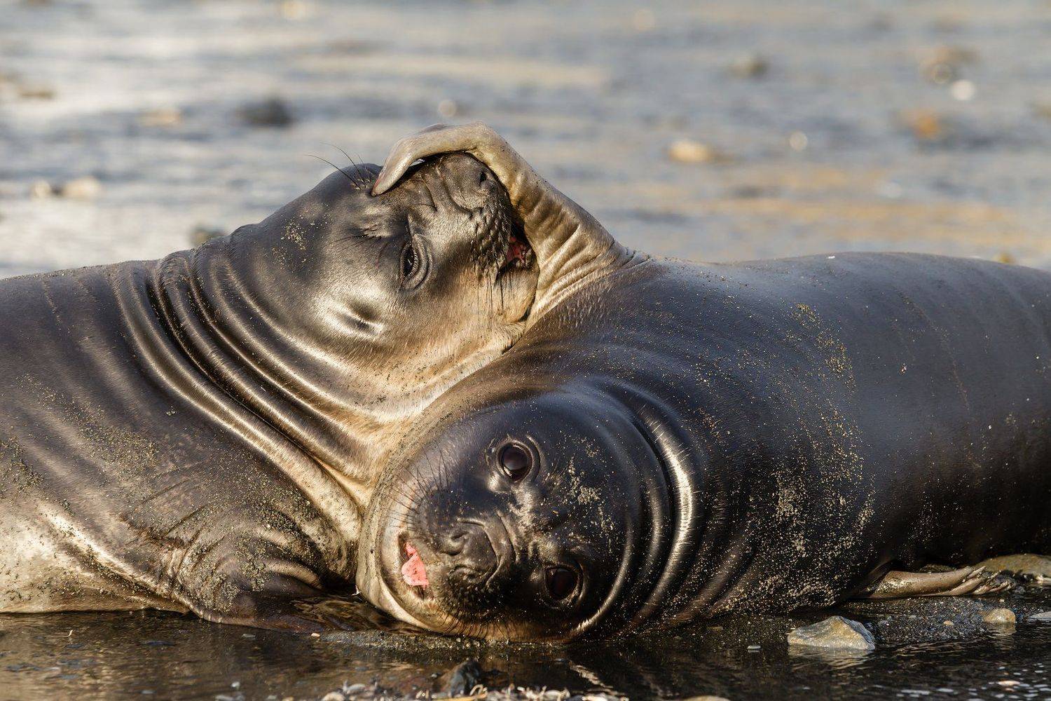 Не перебивай!. Автор: Роман Мурушкин Антарктика, Морской слон, Южная Георгия, Роман Мурушкин