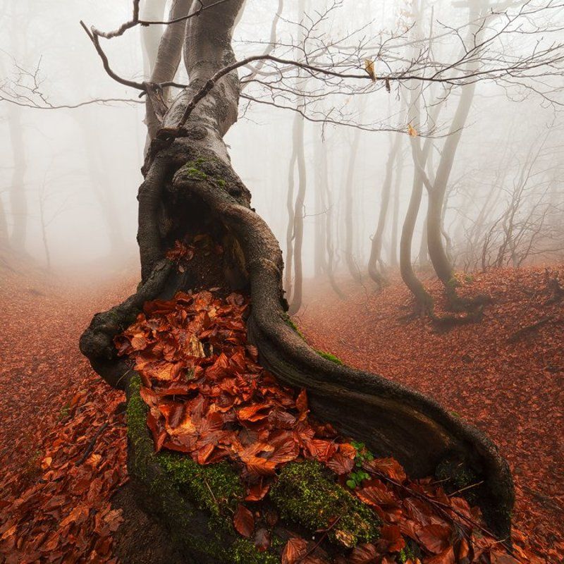 Ancient, Autumn, Beech, Fall, Fog, Foliage, Forest, Leaves, Mist, Old, Tree, Trunks Ancient Treephoto preview