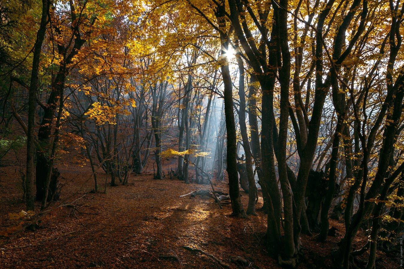 , Олег Логунов