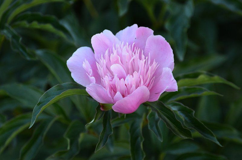 Пионphoto preview