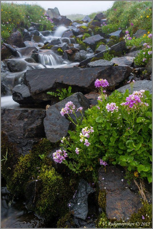 Flowers, Mountains, Stones, Water, Waterfall Кавказские ручейкиphoto preview