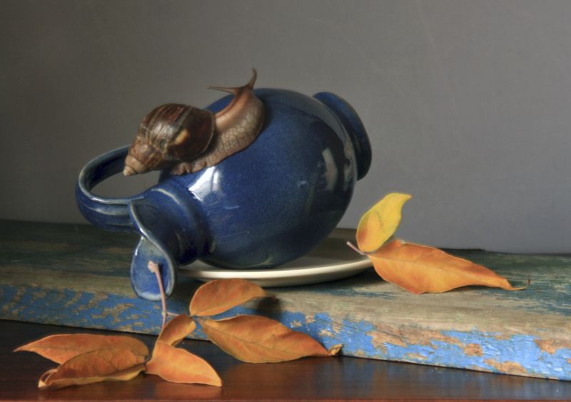 Кувшин, Улитка, Фотонатюрморт Непоседаphoto preview