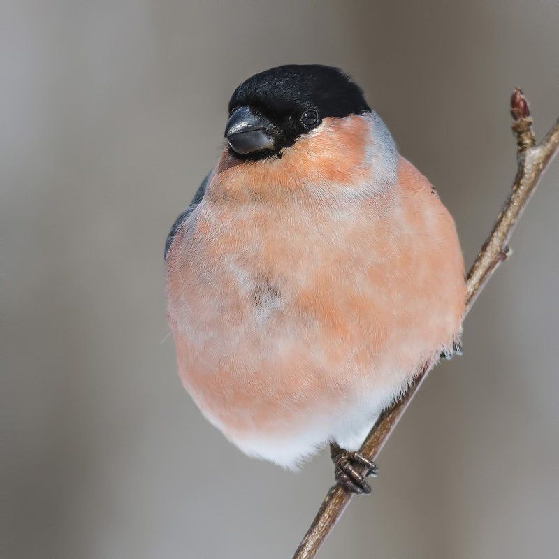 Снегирь ***photo preview