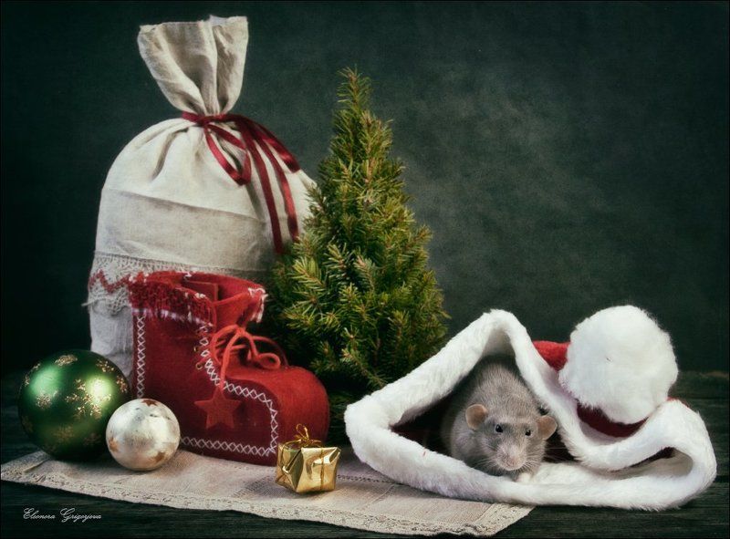 дамбо, крыса, новый год, подарки, поздравления С Новым годом!photo preview