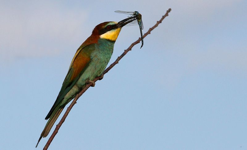 #birds, #european bee-eater, #fauna, #nature, #wildlife, #природа, #птицы, #фауна, #щурка золотистая Золотистая щурка (лат. Merops apiaster)photo preview