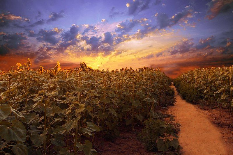 #небо #закат #подсолнухи #поле #лето На закатеphoto preview