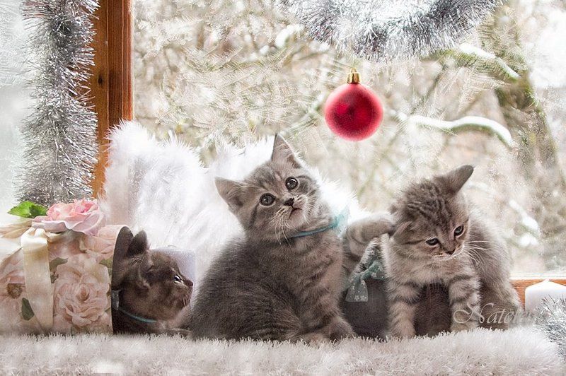 Новогоднееphoto preview