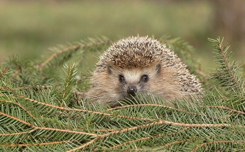 проснулсяphoto preview