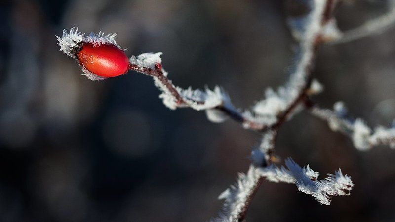 Морозныphoto preview