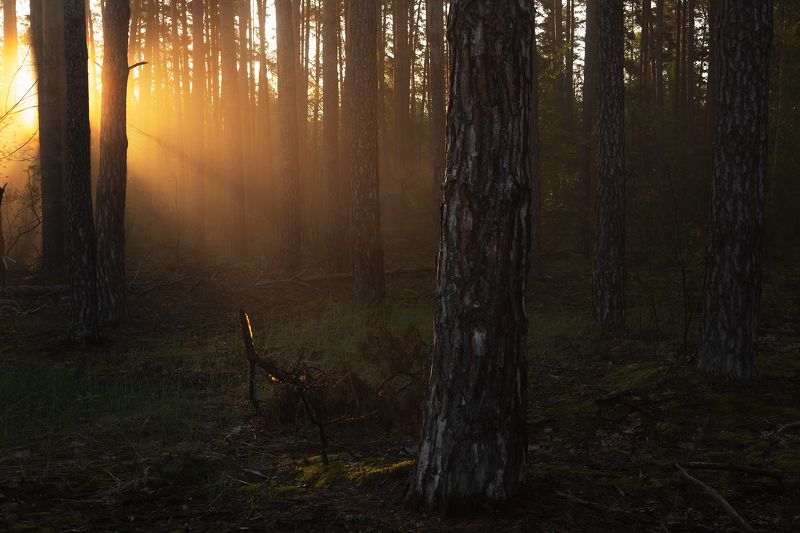Утреннее солнце в лесуphoto preview