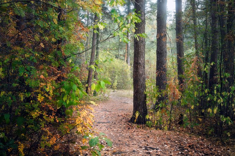 лес, листва, осень В осеннем лесуphoto preview