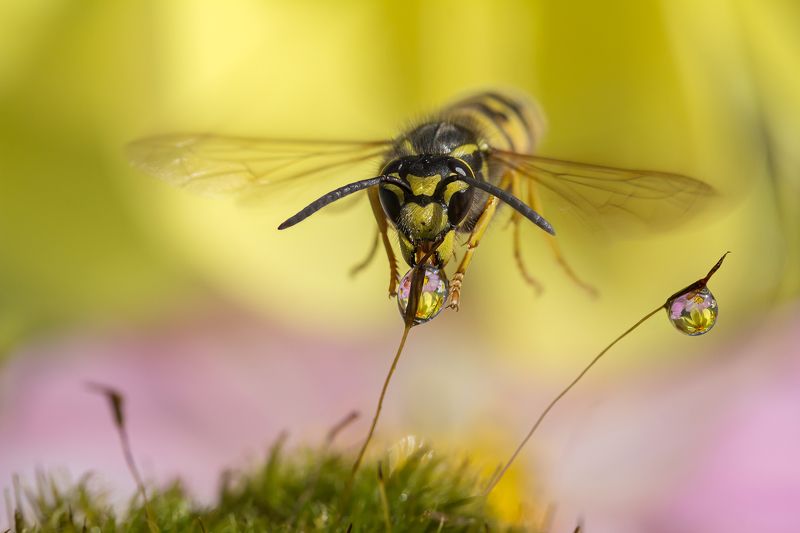 Наша колибриphoto preview