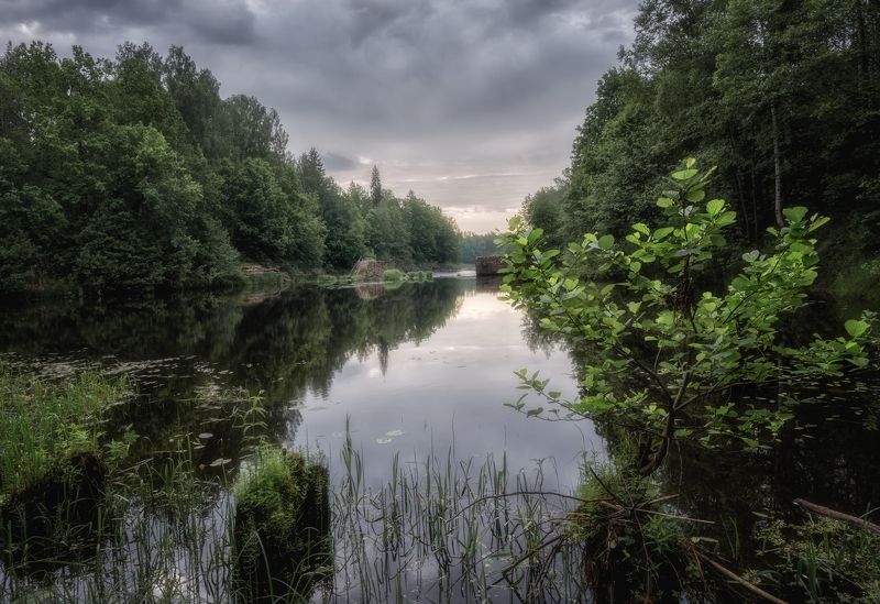 лето река лес Ольха на старой сваеphoto preview