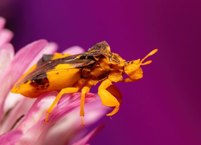 макрофото, макрофотографии, фотомакро, насекомые, макромир, макрофотограф, макроаддикт, макро_мир, naturelovers, naturelover, naturephotography, macrolove, macro_love, biodiversity, macrophotography, macro, macronature, entomology, arthropods, arthropod,  Phymata americana americana фото превью