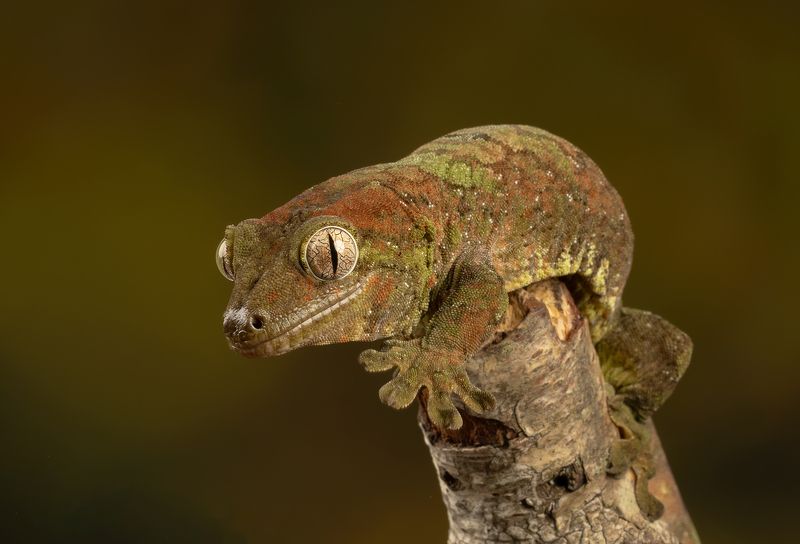 chahoua gecko, gecko, reptiles, close up, animals, nature, canon photo preview