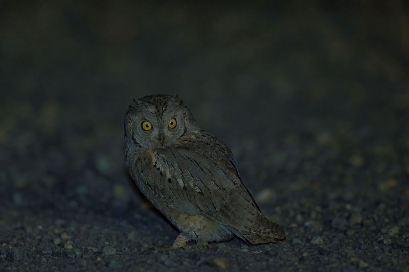 Суровая сплюшкаphoto preview