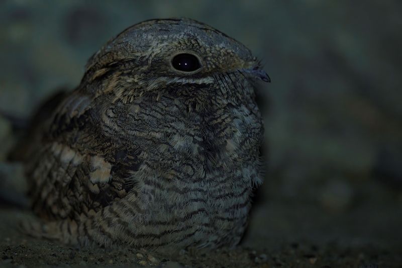 Неуловимый козодой.photo preview