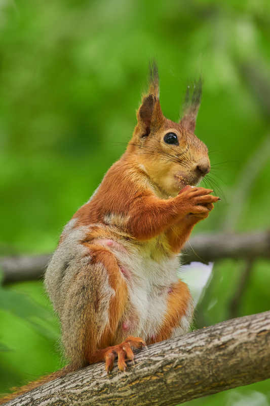 squirrel, volgograd, russia,  #photo preview