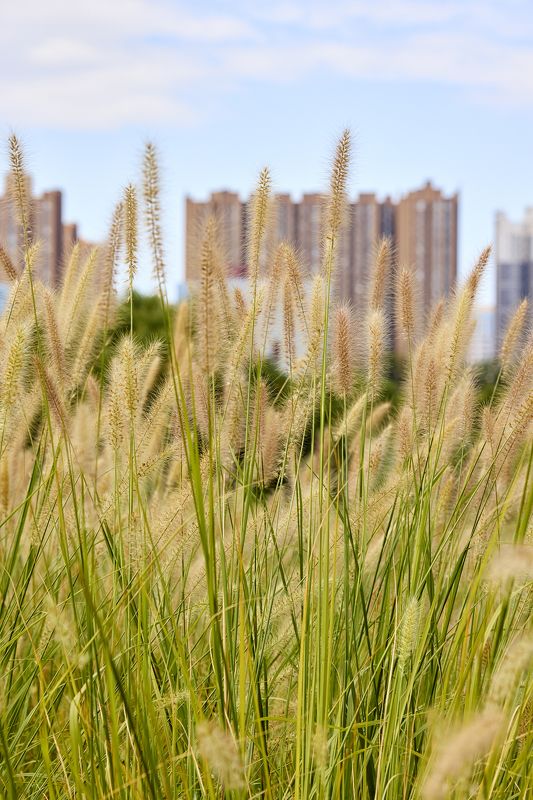 Колоскиphoto preview