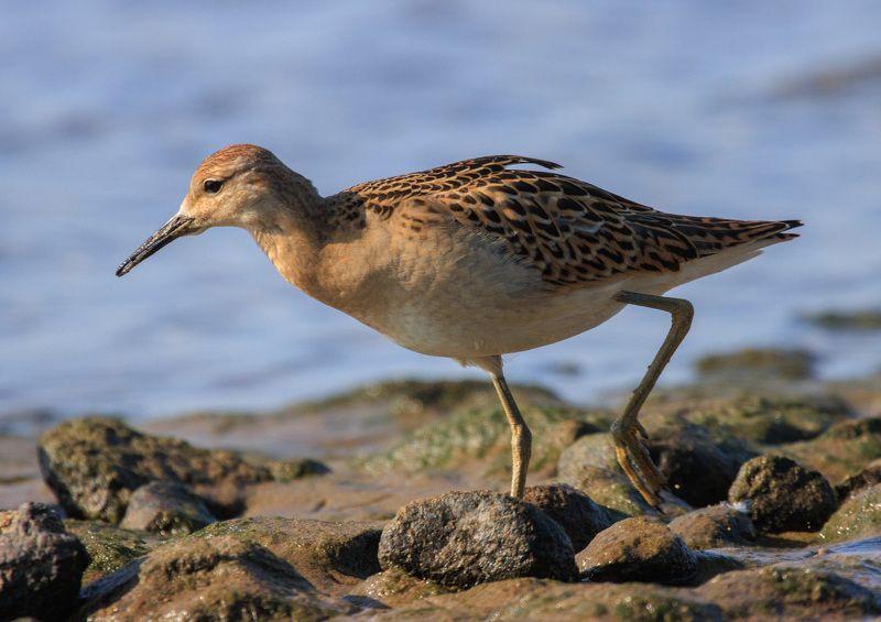 птица кулик турухтан берег побережье вода Деловой куличокphoto preview