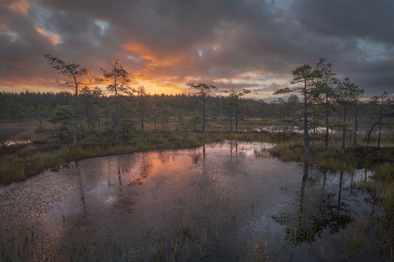болота ленинградской области, рассвет, пейзаж Огненные облака зажгли болотаphoto preview