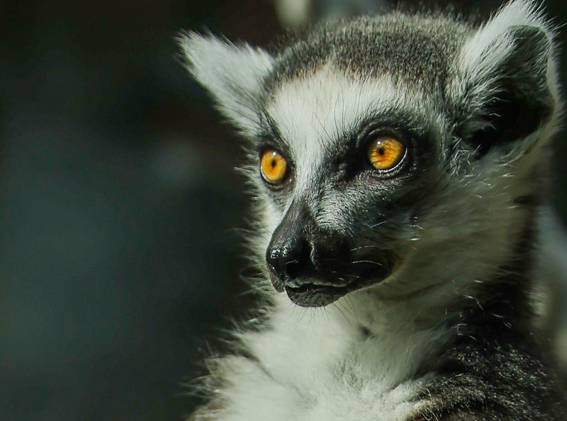 Глаза Солнцаphoto preview