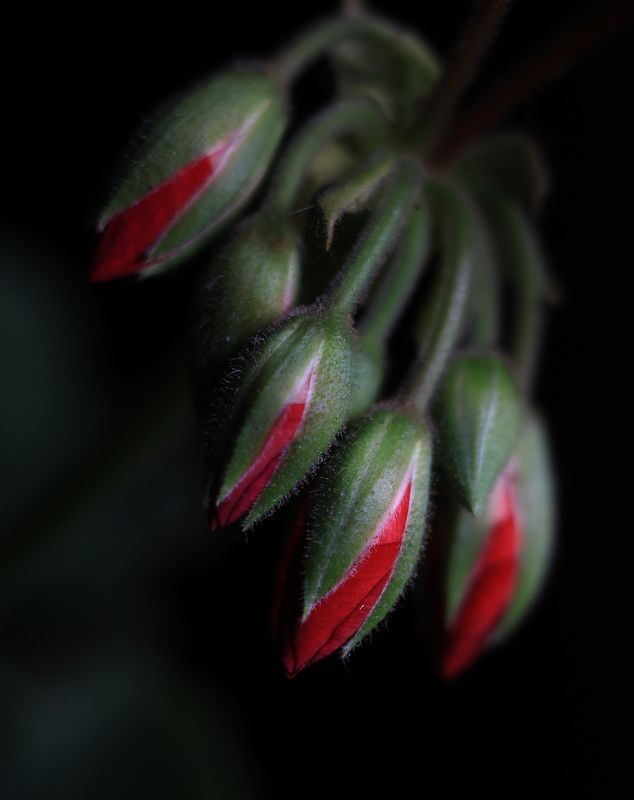 цветы До того как...photo preview