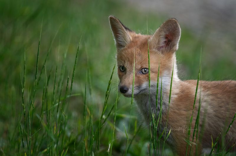 А я тебя вижуphoto preview