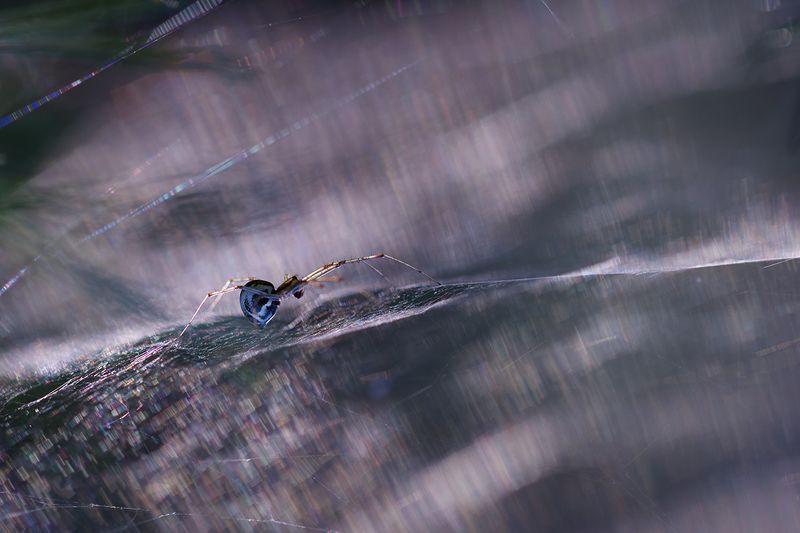 макро, паук, паутина, macro, spider, web Переливы мгновения фото превью