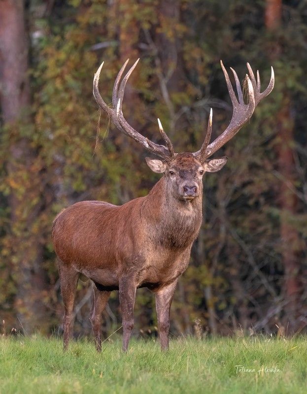 животные Король-оленьphoto preview