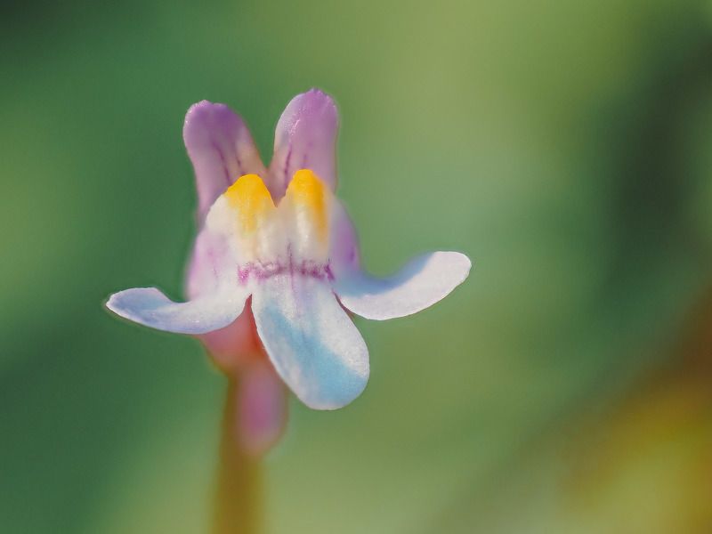 Tiny flowerphoto preview