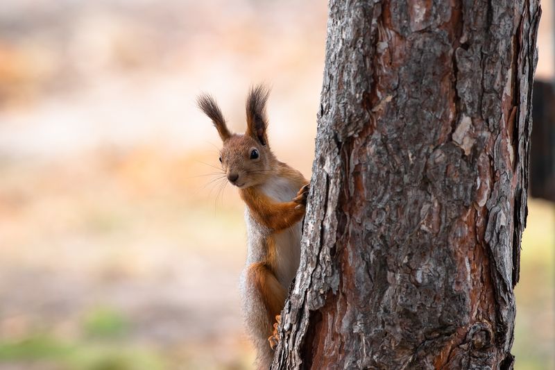 squirrel, volgograd, russia,  #photo preview