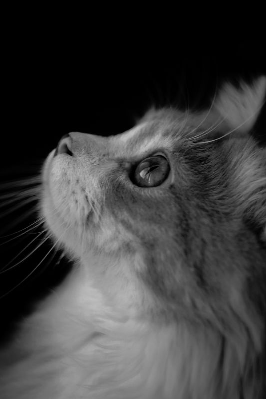 животные Где голубиphoto preview