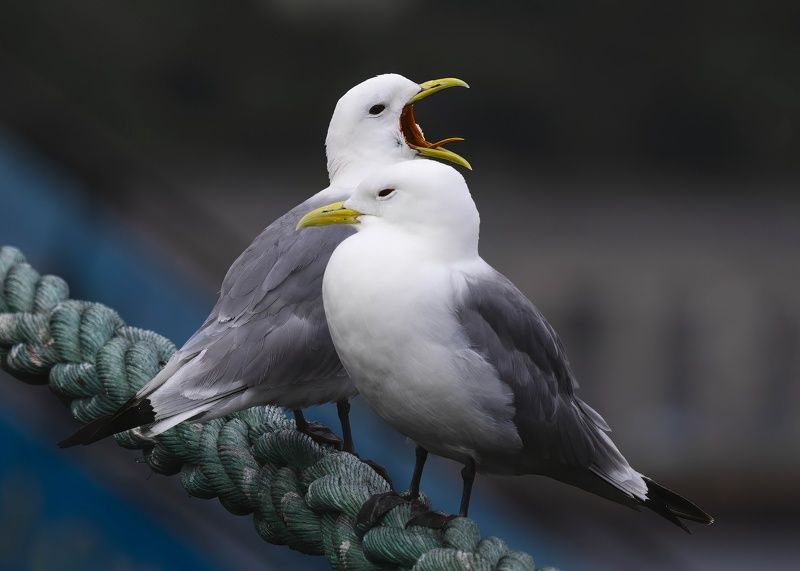 моевка, чайки, птицы, птицы россии, природа, rissa tridactyla Щас спою! фото превью