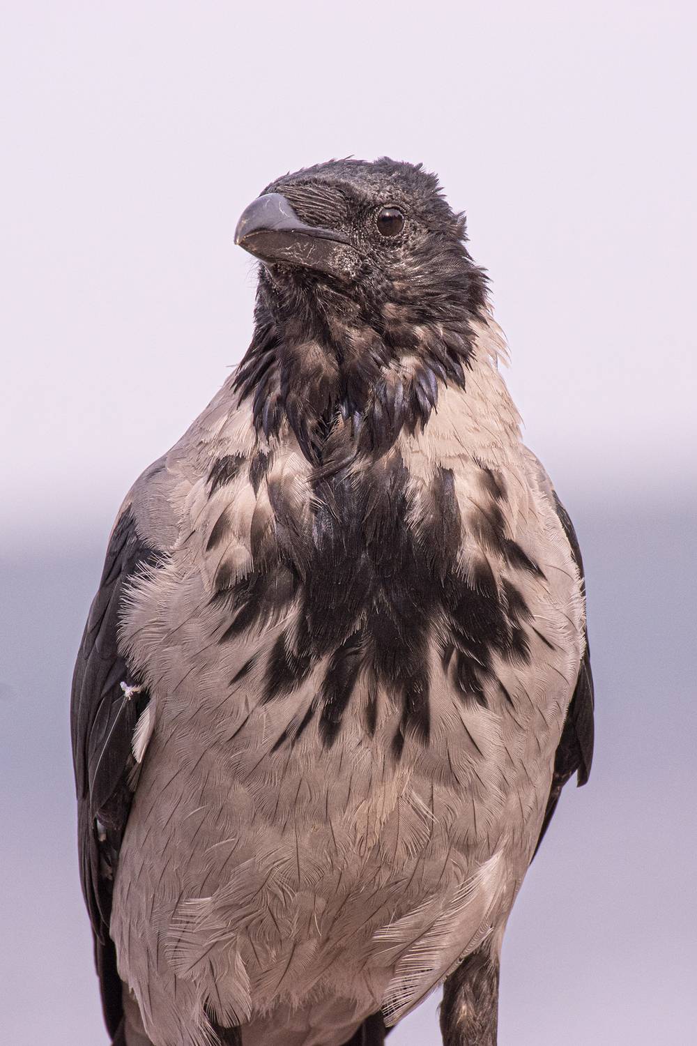 , Бурикова Екатерина