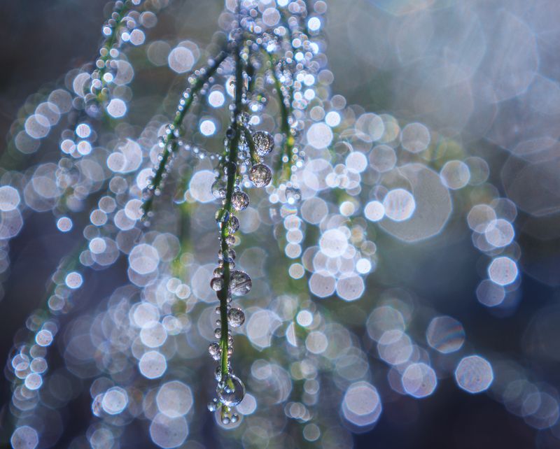 капли роса макро утро травинка Хрустальный мирphoto preview