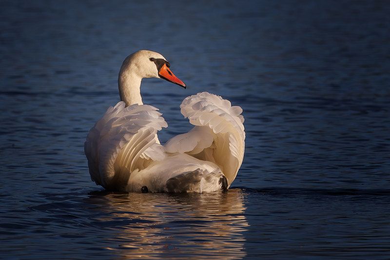 А белый лебедь на пруду...photo preview