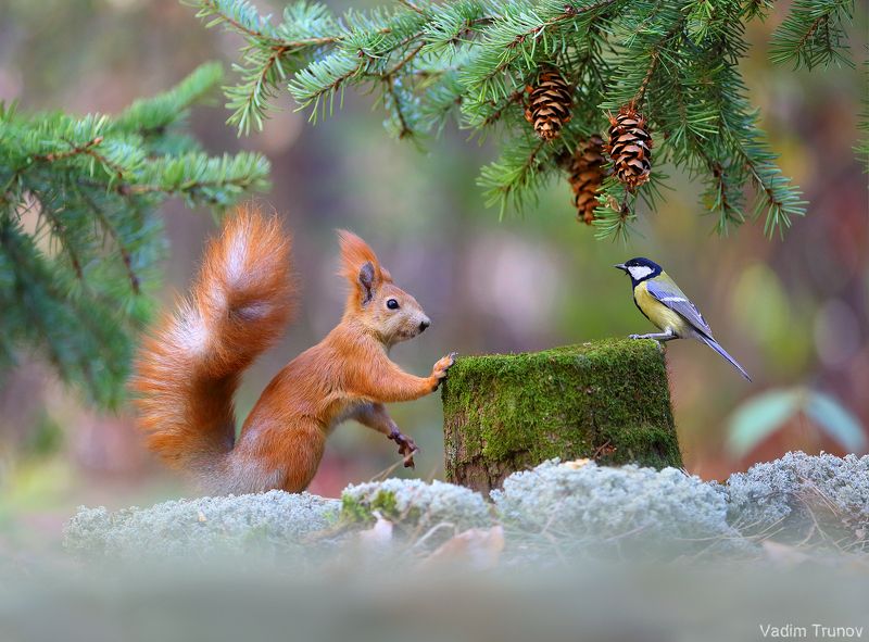 белка, синица А где же орешки?photo preview