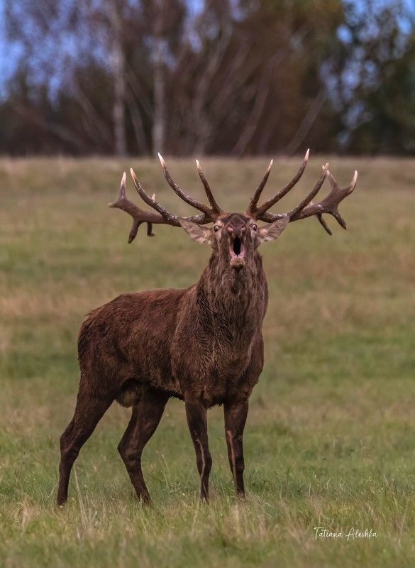 животные Брачный зов оленяphoto preview