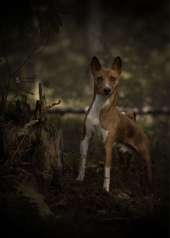 Платонphoto preview