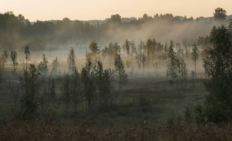 пейзаж, ленобласть, туман, landscape, nature, природа, foggy, forest, рассвет, болото, ленинградская область Туманыphoto preview
