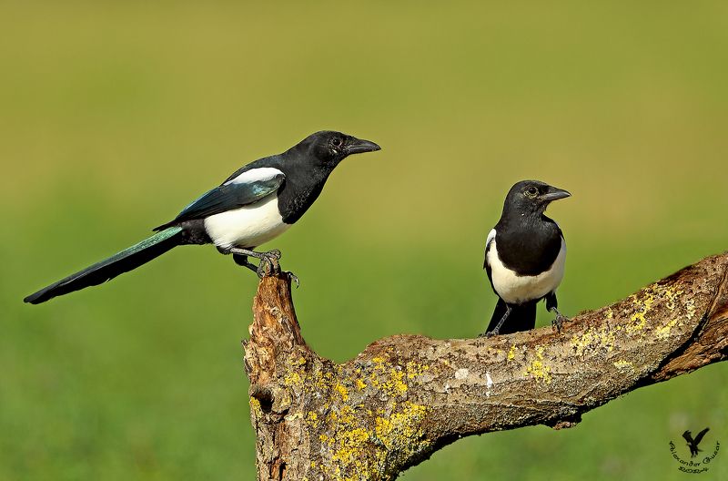 сорока. Подружки сплетницы.photo preview