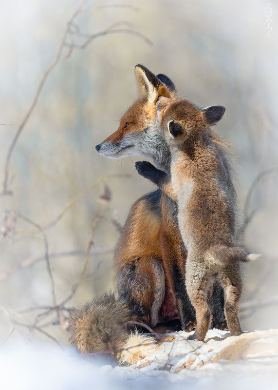 лиса ябедаphoto preview