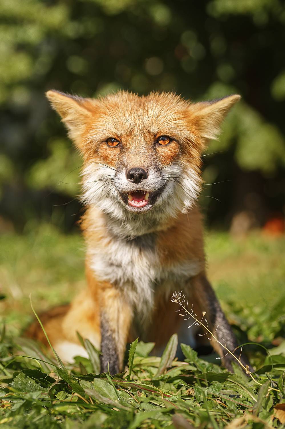 Лиса. Автор: Корнеев Алексей , Корнеев Алексей