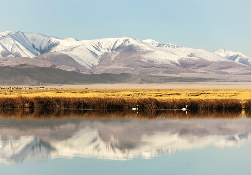 лебеди, отражение. Горный Алтай, Северочуйский хребет фото превью