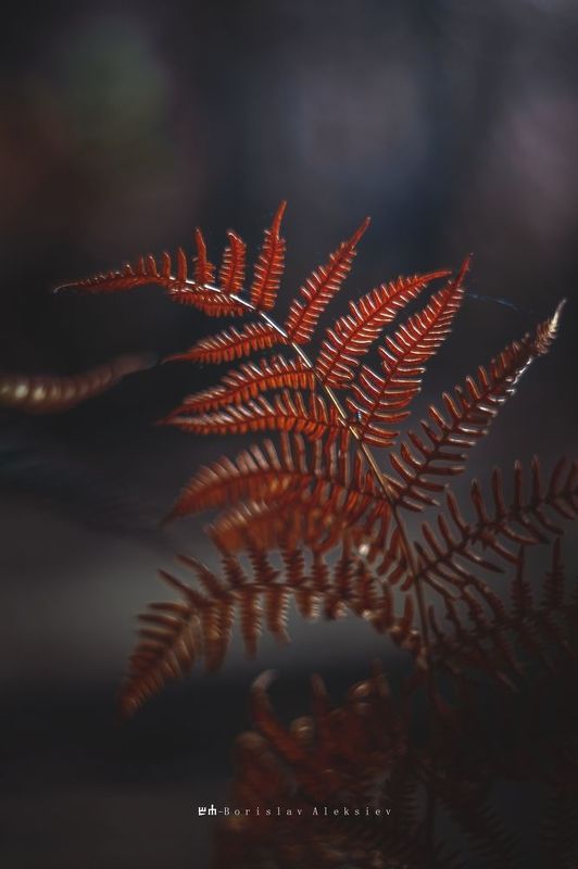 forest,nature,light,dark,tree,orange,sunlight,exterior,autumn, Autumn фото превью