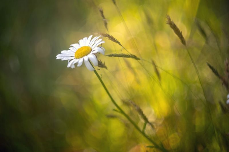 Летоphoto preview