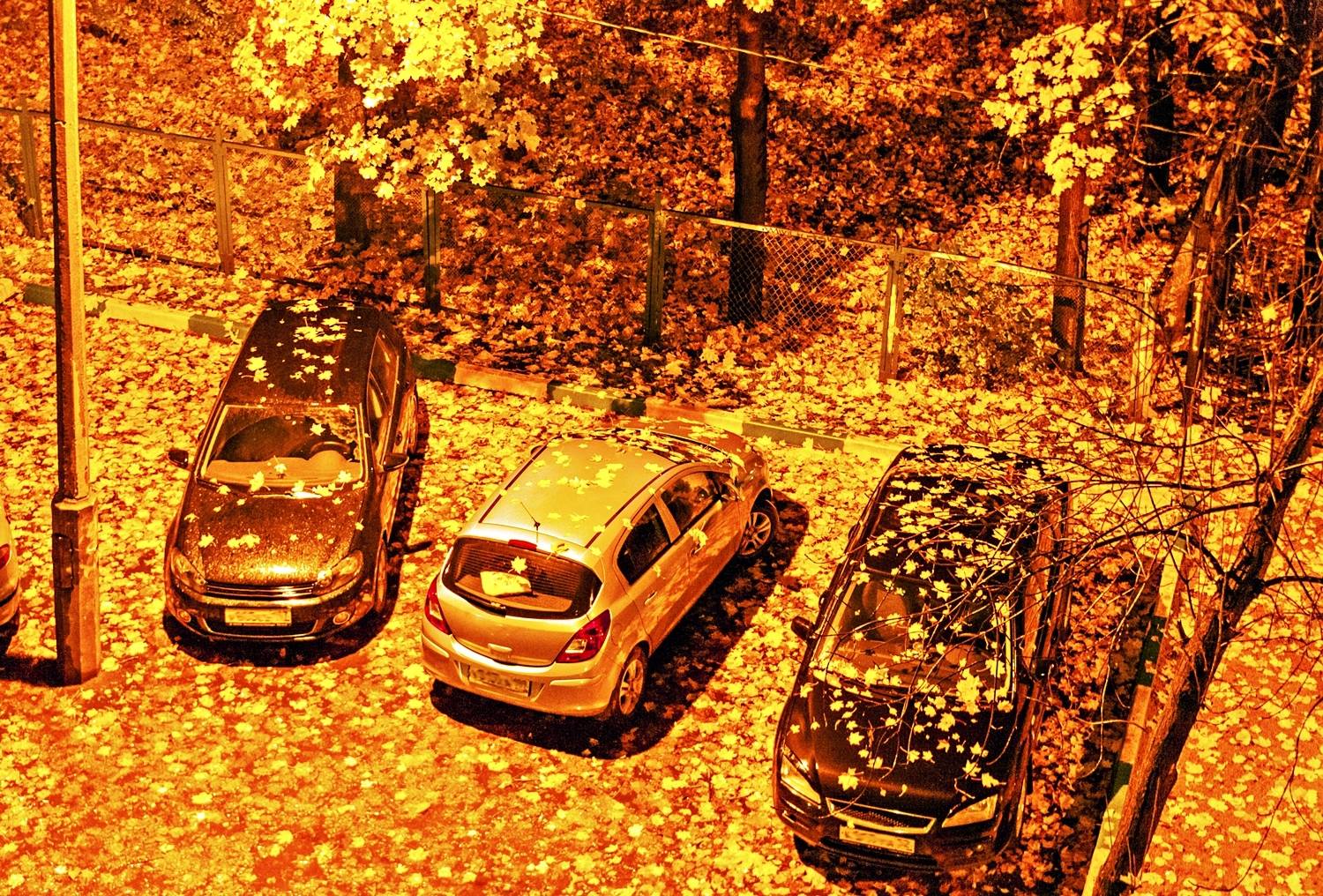 Осенний листопад. Автор: Валерий , Валерий